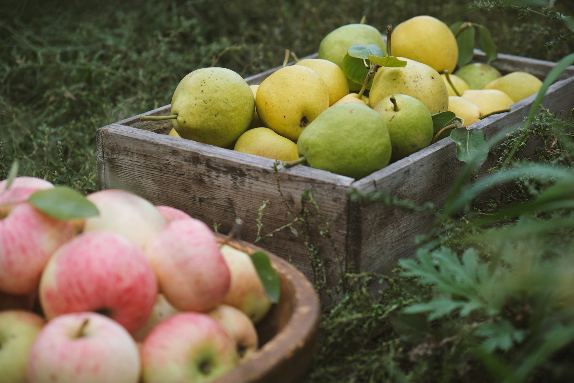 Harvesting pears and apples